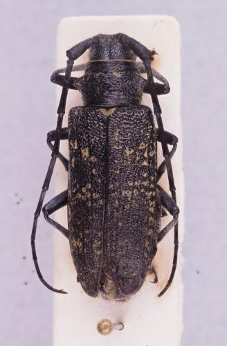 Monochamus sp.
